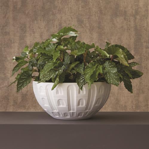 Coliseum Bowl-Matte White Coliseum Bowl-Matte White